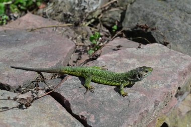 Photo of a lizard on a stone under the sun.A green lizard with scaly skin and a long tail is on a stone surface under the sun, confidently integrating into its natural environment. clipart
