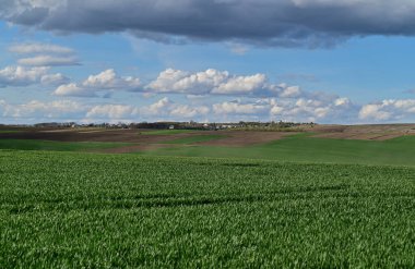Bahar kış buğdayından oluşan bir buğday tarlası. Yüksek verimlilik potansiyeli ve bahar çalışmalarının bir yansıması..