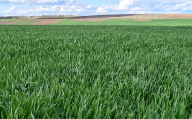 Bahar kış buğdayından oluşan bir buğday tarlası. Yüksek verimlilik potansiyeli ve bahar çalışmalarının bir yansıması..