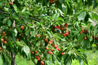 Olgun kiraz bolluğu ağacı süslüyor..