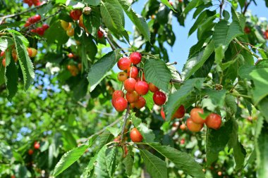 Olgun kiraz bolluğu ağacı süslüyor..