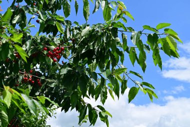 Olgun kiraz bolluğu ağacı süslüyor..