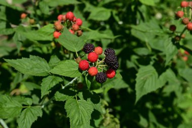 Bir böğürtlen dalının yakın plan çekimi, dikenli gövdelerini ve sulu, koyu dut kümelerini sergiliyor, olgun ve toplamaya hazır..