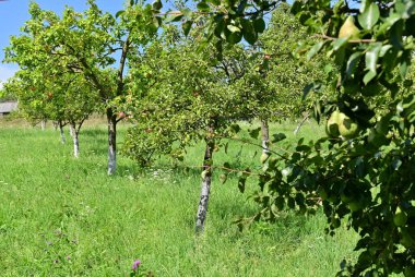 Ağaçlar canlı, olgun meyvelerle doluyken meyve bahçeleri bereketli ve doğal güzelliğin resimsel bir manzarasını yaratıyor..