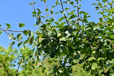 Olgun, altın yeşili armutlar, canlı yeşil yapraklarla çevrili gür bir ağacın dallarından sarkıyor. Huzurlu bir meyve bahçesinin sıcak güneş ışığının tadını çıkarıyorlar..
