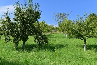 Ağaçlar canlı, olgun meyvelerle doluyken meyve bahçeleri bereketli ve doğal güzelliğin resimsel bir manzarasını yaratıyor..