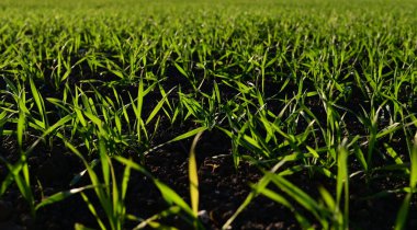 Güneşli bir tarlada düzenli olarak yetişen yeşil buğday, gelişmekte olan gelecekteki hasadı simgeliyor..