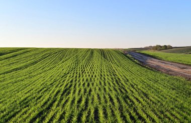 Yeşil kış buğday tarlaları güneşli bir gökyüzünün altında düzenli bir sıra halinde dikilmiş 2025 hasat vaadini gözler önüne seriyor..