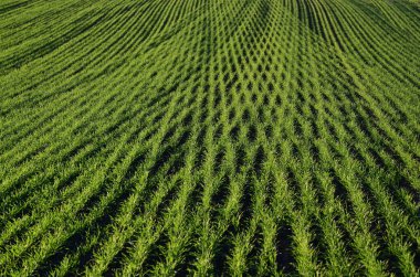 Yeşil kış buğday tarlaları güneşli bir gökyüzünün altında düzenli bir sıra halinde dikilmiş 2025 hasat vaadini gözler önüne seriyor..