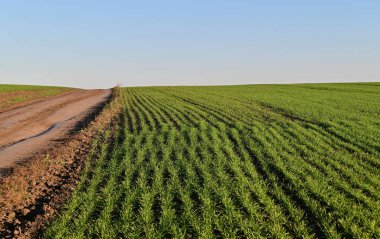 Yeşil kış buğday tarlaları güneşli bir gökyüzünün altında düzenli bir sıra halinde dikilmiş 2025 hasat vaadini gözler önüne seriyor..