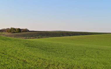 Güneşli bir tarlada düzenli olarak yetişen yeşil buğday, gelişmekte olan gelecekteki hasadı simgeliyor..