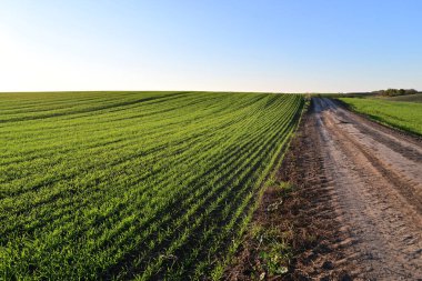 Güneşli bir tarlada düzenli olarak yetişen yeşil buğday, gelişmekte olan gelecekteki hasadı simgeliyor..