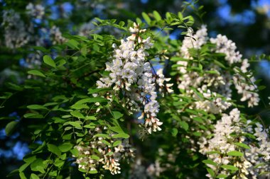 Beyaz bir akasya ağacının canlı bir görüntüsü çiçek açmış, güzel kokulu çiçekleri ve açık havada taze yeşil yaprakları sergiliyor..
