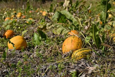 Sebze bahçesinden toplanan sonbahar balkabakları. Sonbahar mevsimi için olgunlaşmış portakal kabakları..