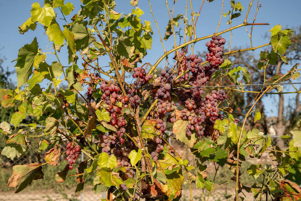 Red grapes on grapevine in sunlight