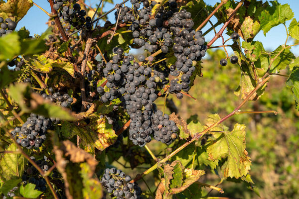 Ripe grapes hanging on vineyard vines