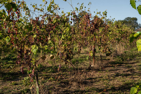 Wine grapes growing in vineyard