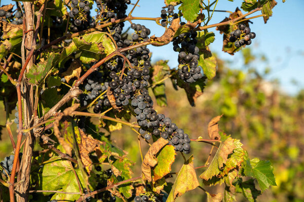 Wine grapes growing in vineyard