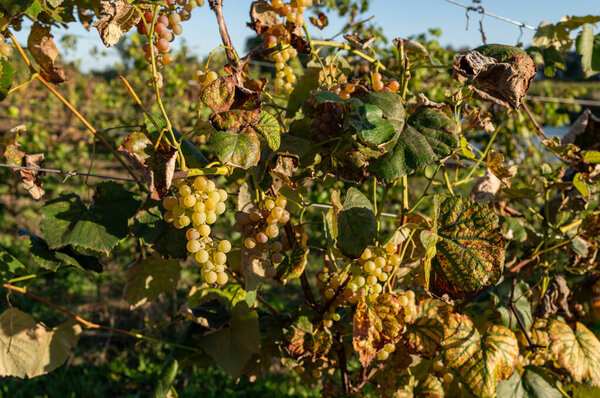 Wine grapes growing in vineyard