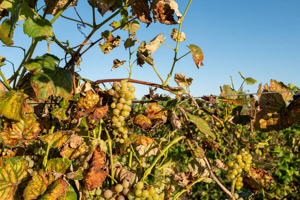 Ripe grapes hanging on vineyard vines