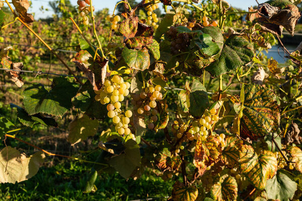 Wine grapes growing in vineyard