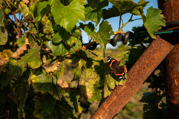 Green vineyard field in countryside