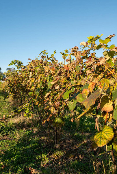 Green vineyard field in countryside
