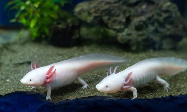 Axolotl aquarium, salamander, nature, tank Cute axolotl exotic aquarium pets