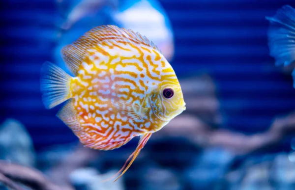 discus fish in aquarium, tropical fish. Symphysodon discus from Amazon river. Blue diamond, snakeskin, red turquoise and more.