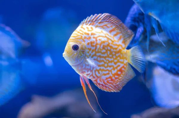discus fish in aquarium, tropical fish. Symphysodon discus from Amazon river. Blue diamond, snakeskin, red turquoise and more.