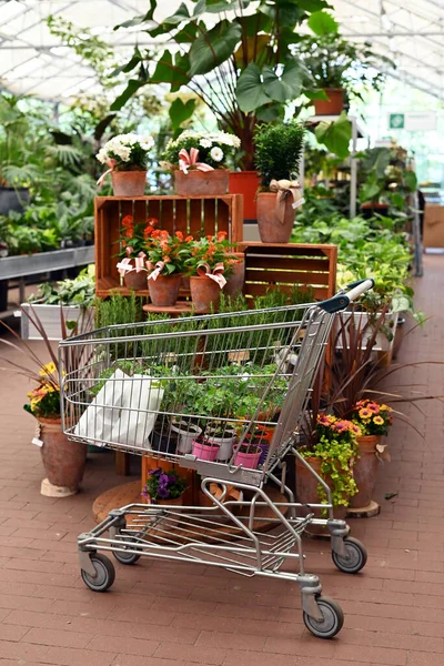 Trolley in store with purchased garden supplies for planting plants in vegetable garden