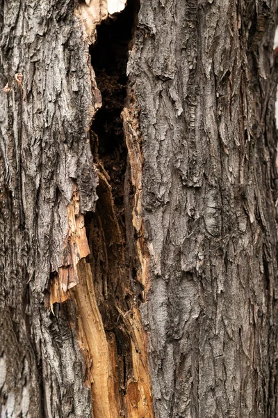 Σύνθεση Κορμού Δέντρου Φλοιός Γκρο Πλαν Φόντο Φλοιού Δένδρου — Φωτογραφία Αρχείου