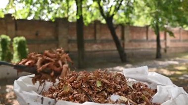 Ev bahçesinde toplanan bir çuval dolusu sonbahar yaprağı. Sonbahar yapraklarının temizlenmesi