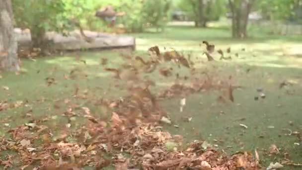 コードレスリーフブロー 庭のハンドヘルド コードレス 電気葉の送風機 選択的な焦点 秋のガーデニングは 芝生の上に裏庭で働いています ガーデンが働いている 選択的なフォーカス — ストック動画