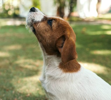 Jack Russell Terrier portresi. Profili yeşil arka planda kapat.