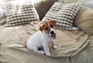 Yatakta oturan sevimli Jack Russell Terrier köpeği. Büyüleyici bir hayvan. Kameraya bakıyorum.