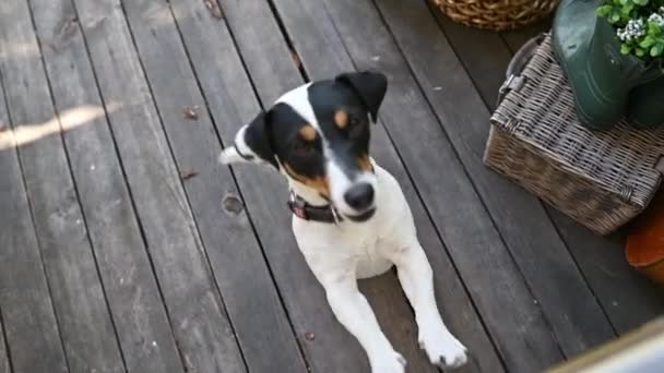 一只可爱的杰克 鲁塞尔宠物狗后腿站着 看着阳台上的摄像机 — 图库视频影像