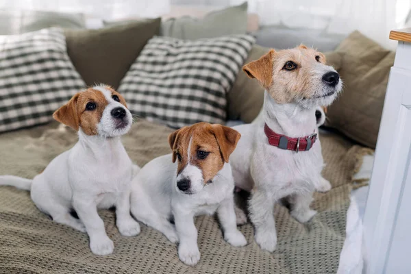 A group of funny dogs are lying and sitting in a bed. Four Jack Russell Terrier dog look at camera.