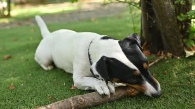 Jack Russell Terrier bahçedeki çimlerin üzerinde bir sopa kemiriyordu. Sopalı komik köpek.