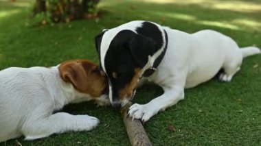 İki köpek Jack Russell Terrier bahçedeki çimlerin üzerinde bir sopa kemiriyor. Sopalı komik köpek yavruları..