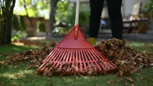 Zgrabianie Spadających Liści Trawnika Sprzątanie Opadłych Liści Ogrodzie Używając Plastikowych — Wideo stockowe