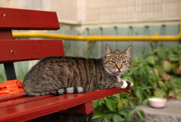 一只无家可归的灰色院子里的猫躺在街上的棕色长椅上 看着摄像机 — 图库照片