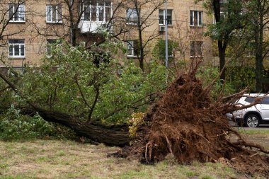 Kasırgadan sonra devrilen bir ağaç. Kökleri şehirde sökülmüş.