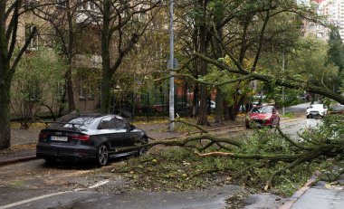 Kyiv, Ukrayna - 28 Ekim 2023. Şehrin merkezindeki kasırgadan devrilmiş ağaçlar. İklim felaketi. Arabalar yola düşen bir ağacın etrafında dönüyorlar.