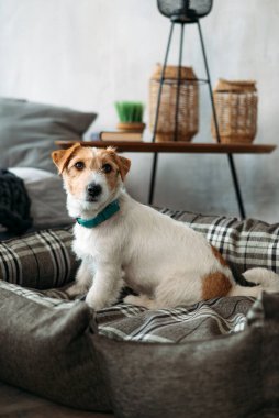 Köpek yatağında oturan sert kaplama Jack Russell Terrier 'ın portresi. Komik kürk lekeleri olan küçük kaba bir köpek ev içinde bir şezlongda dinleniyor. Yakın plan.