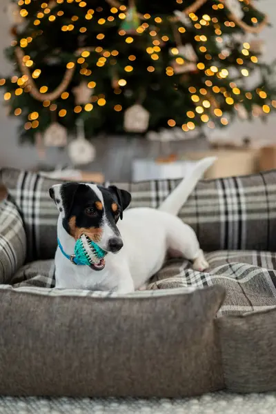 Jack Russell Terrier bir yatakta yatıyor ve hediye kutuları ve tatil ışıklarıyla bir Noel ağacının altındaki oyuncağı kemiriyor. Neşeli arkaplan, yakın plan