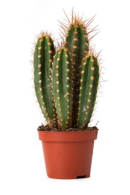 Beyaz tenceredeki küçük yeşil kaktüs. Tropik bitki.