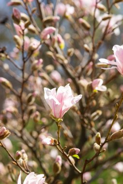 İlkbaharda açan taze manolya çiçekleri. Güzel pembe manolya ağacı, açık gökyüzüne karşı çiçek açar. Kapatın. Seçici odaklanma. Arka plan bulanık. Yüksek kalite fotoğraf