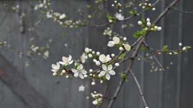 Gri arka plan görüntülerinde beyaz çiçek açan meyveler. Yüksek kaliteli FullHD görüntüler