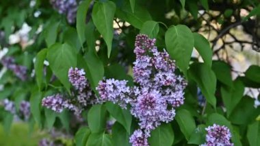 Rüzgarda sallanan güzel mor leylak dalları. Ağaçta yavaş hareket eden dallar